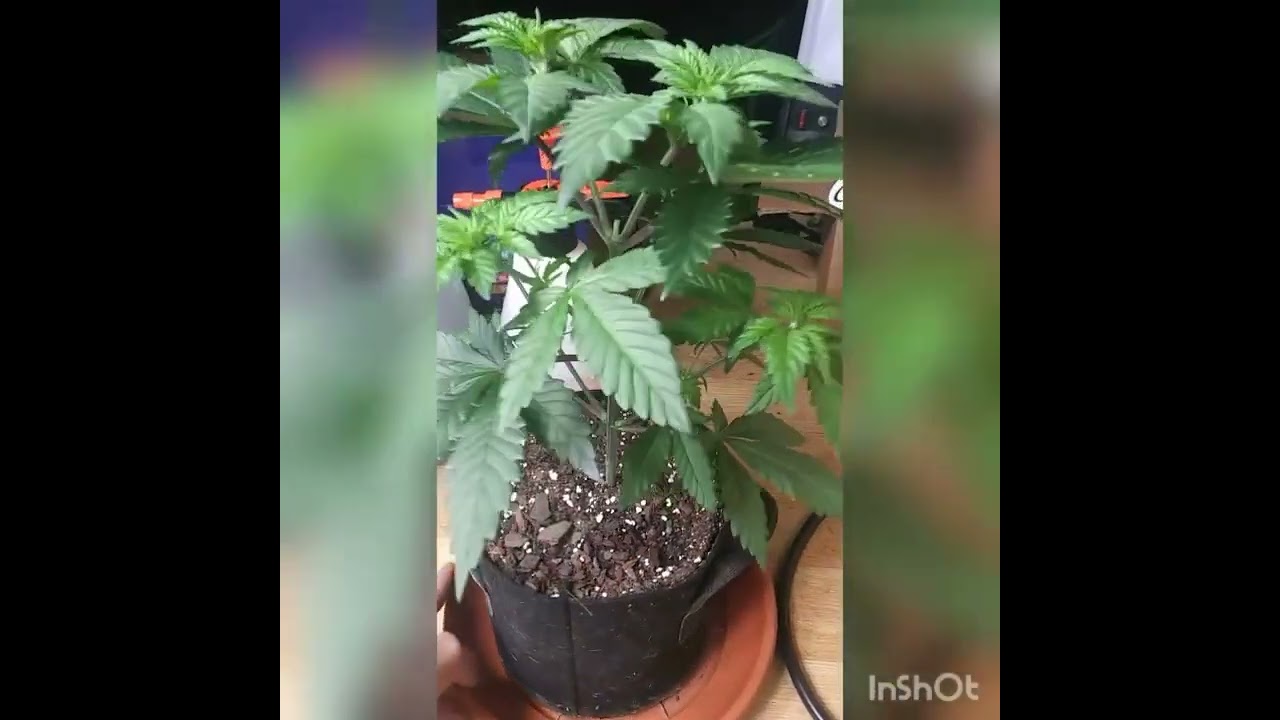 Grand Daddy Purple got topped again. #ilgm #foop #bloomplus #petratools #comanchecompost