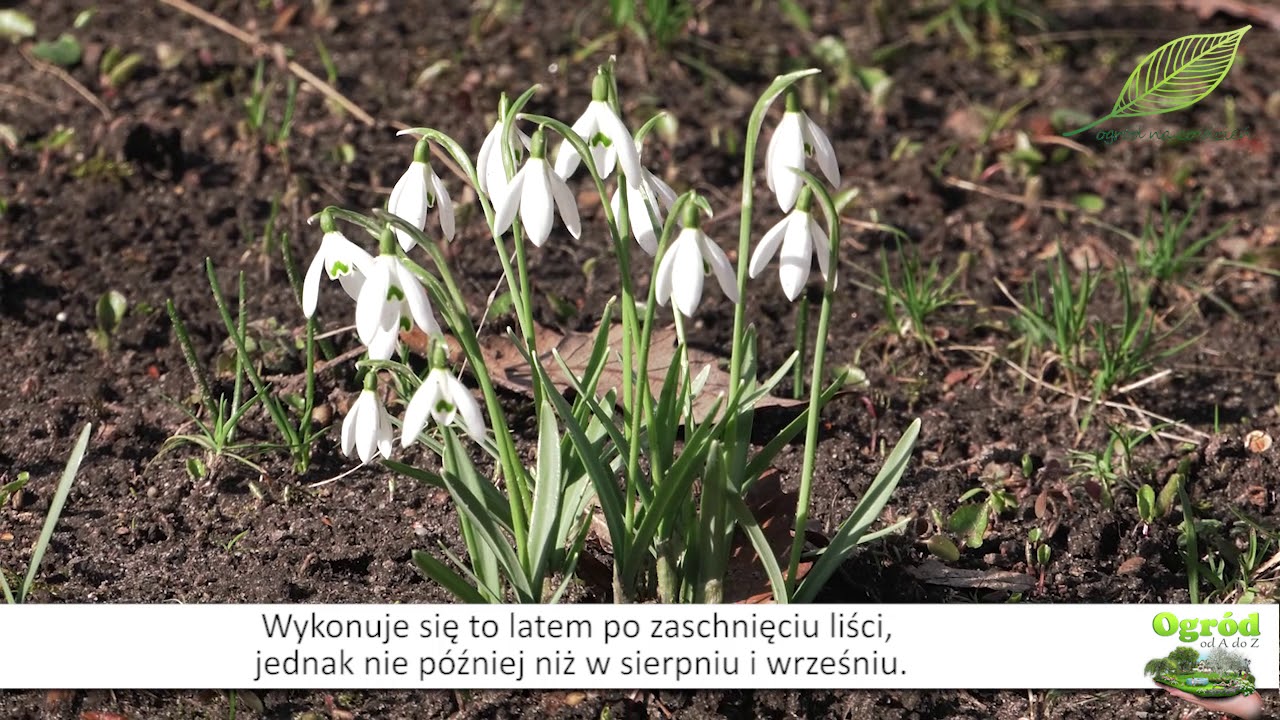 Przebiśnieg śnieżyczka