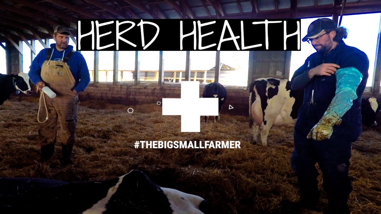 Herd Health with the Vet