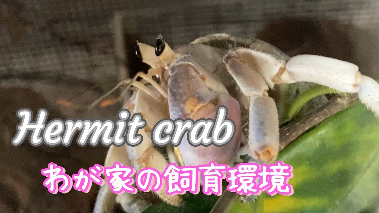 【Hermit crab】 オカヤドカリ　我が家の飼育環境　脱皮　餌　ケージレイアウト