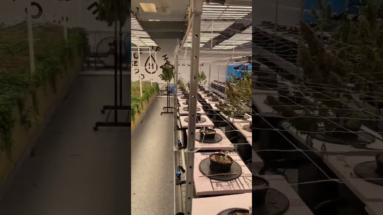 Living Soil Beds #aquaponics #notill