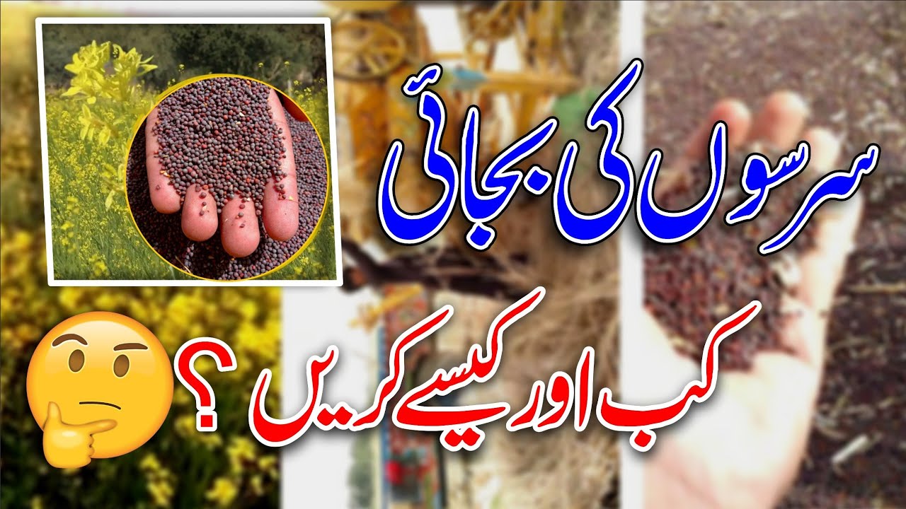 Cultivation of Mustard crop || sarson ki kasht