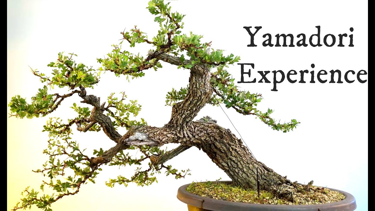 Ulteriore step evolutivo Biancospino yamadori futuro bonsai