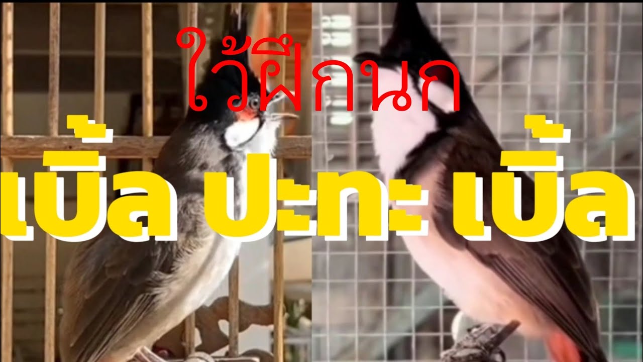 นกกรงหัวจุก#เบิ้ลง่ายๆไว้ฝึกนก#สอนลูกนก #เปิดให้นกร้องตาม