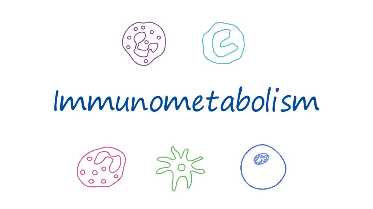 AbLearning™ - Episode 5: T Cell Immunometabolism