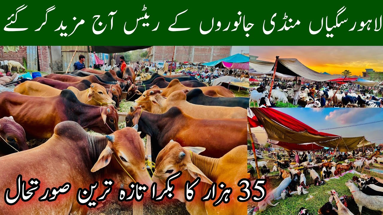 Saggain Mandi Lahore 2025 Update, Saggian Mandi Lahore 2025, Cheapest Bakra Mandi Lahore, Mr Phirtu