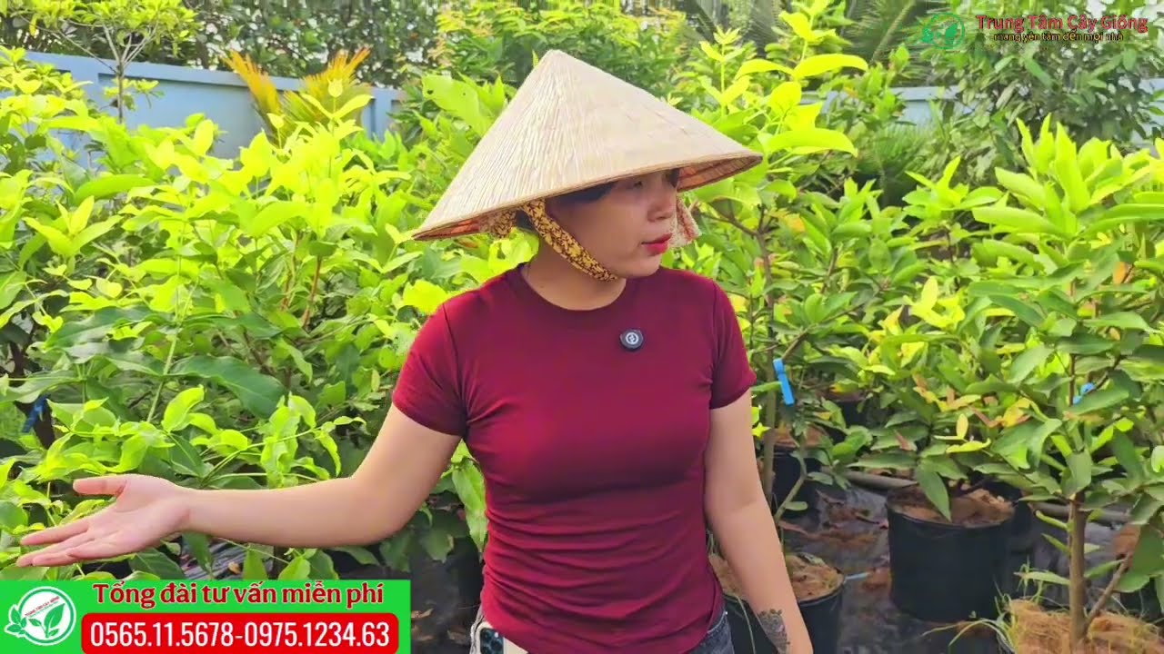 Mận hồng mst nuôi bầu lỡ nhanh trái kinh tế trái to giòn ngọt