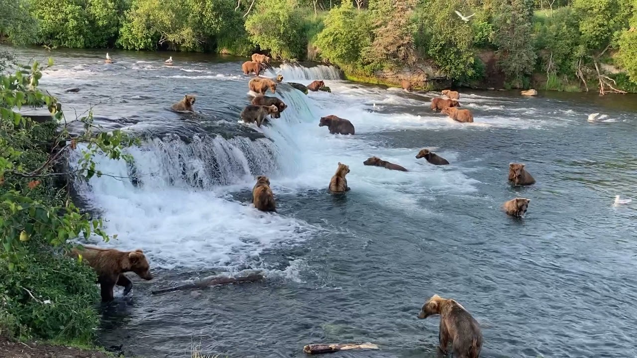 Grizzly Bear Migration World Record For Brooks Falls: Daily Update July 18