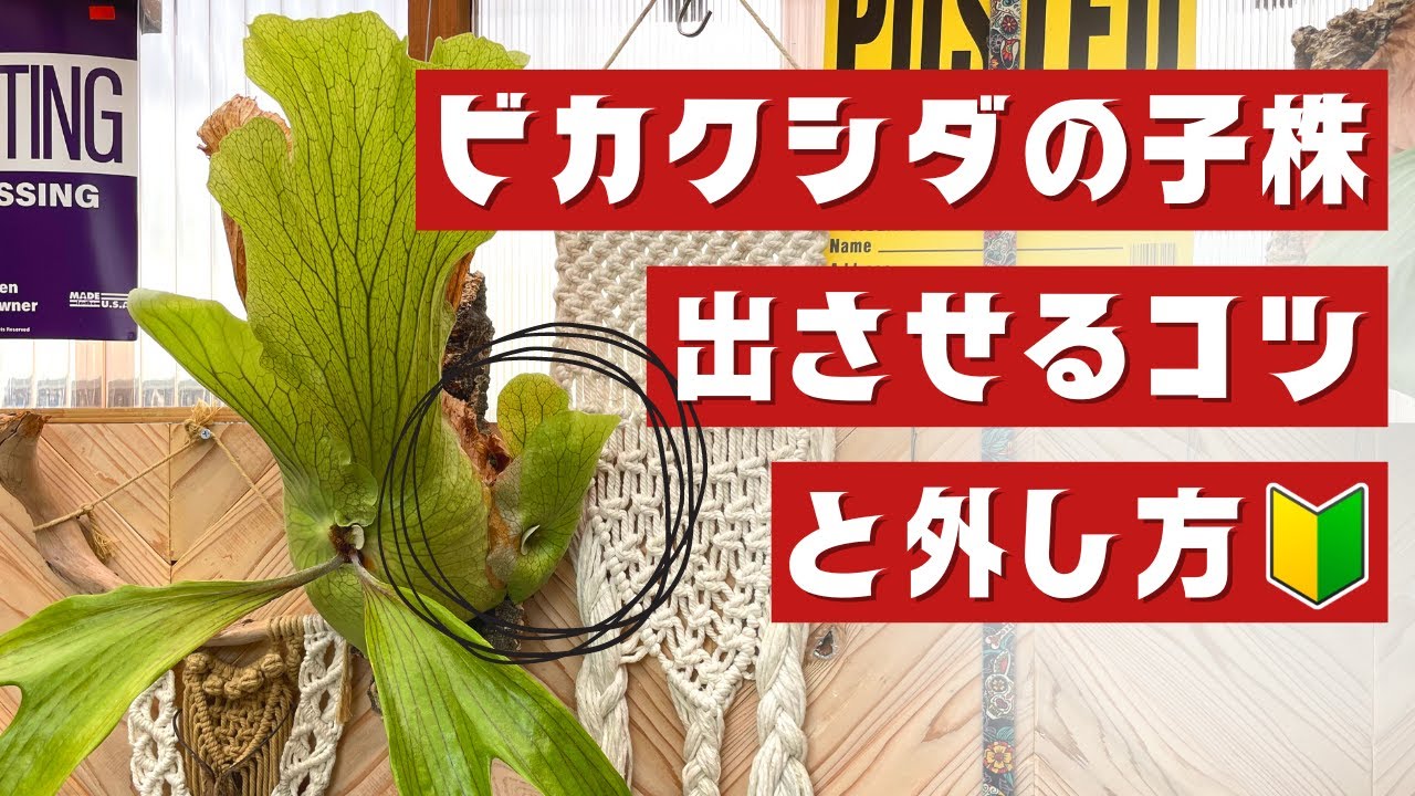 ビカクシダの子株を出させる３つのコツと外し方