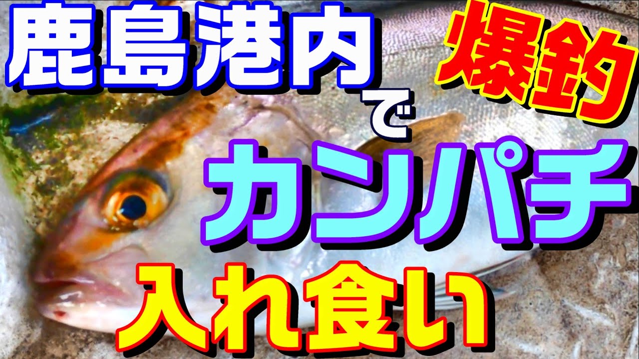 鹿島港内でカンパチ！入れ食い