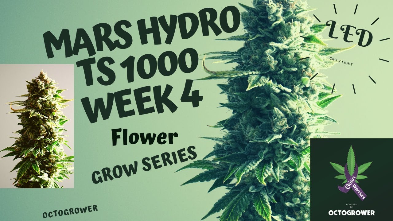MARS HYDRO TS 1000 WEEK 4 FLOWER | OTOGROWER