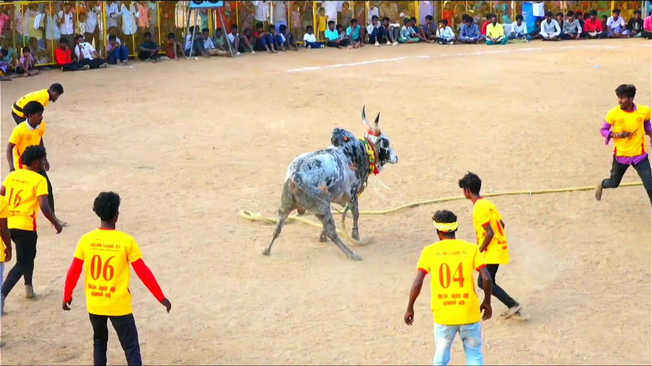 சிவகங்கை மாவட்டம் திருப்புவனம் புதூர் வடமஞ்சுவிரட்டு நேரலை