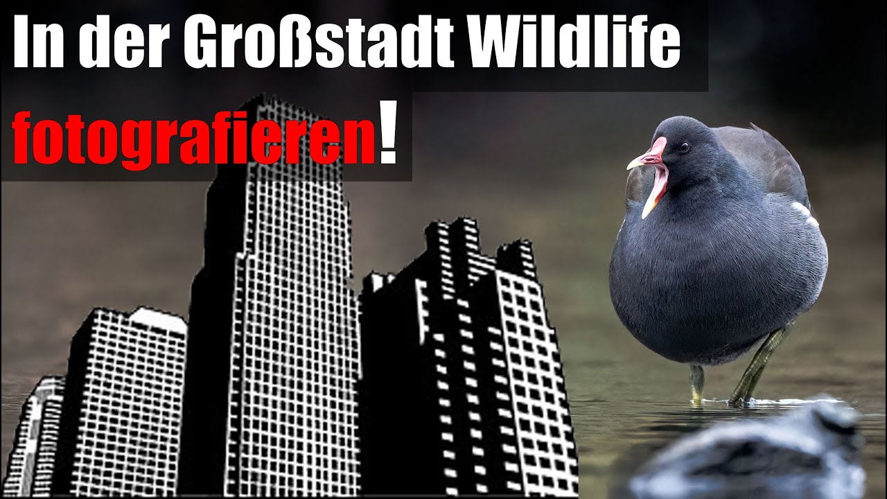 In der Großstadt Wildlife fotografieren? 📷 Vlog am Weiher direkt an Frankfurt/Main.