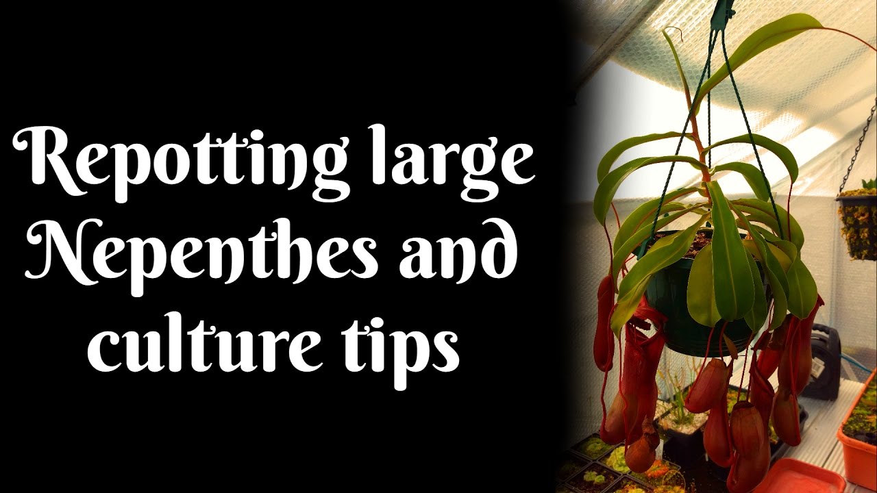 Large Nepenthes Repotting and Culture Advice