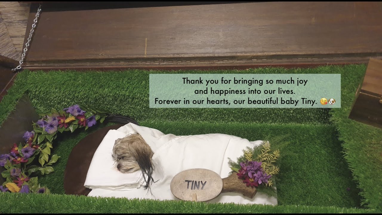 Run free, Tiny. 🐶🤍 | Pet Valley Park and Crematory