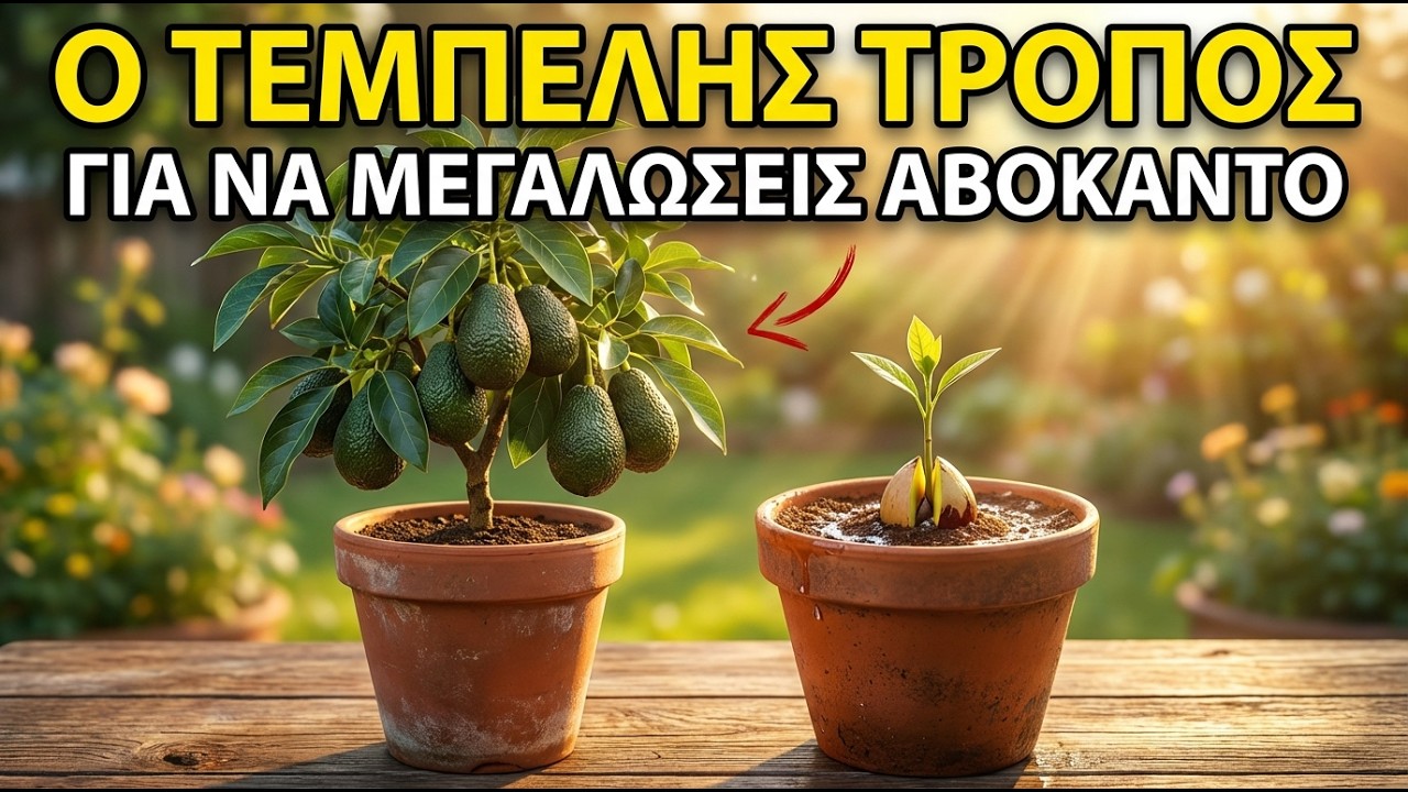 Τέρμα οι Οδοντογλυφίδες: Φύτεψε Αβοκάντο στο Χώμα με 1 Έλεγχο/Εβδομάδα