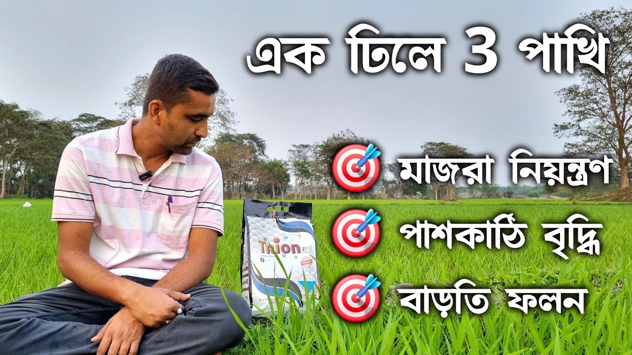 অল্প খরচে ধান চাষে মাজরা পোকা নিয়ন্ত্রণ করুন, পাশকাঠি বাড়ান, বাড়তি ফলন নিশ্চিত করুন।