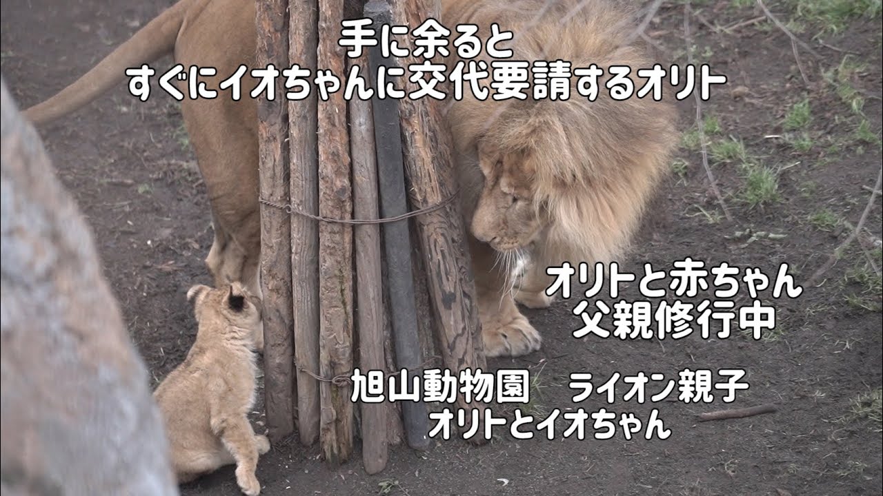 旭山動物園　父親修行中のオリト　手に余るとすぐイオちゃんに交代を要請するオリト　オリト＆イオ　ライオン親子　11月中旬