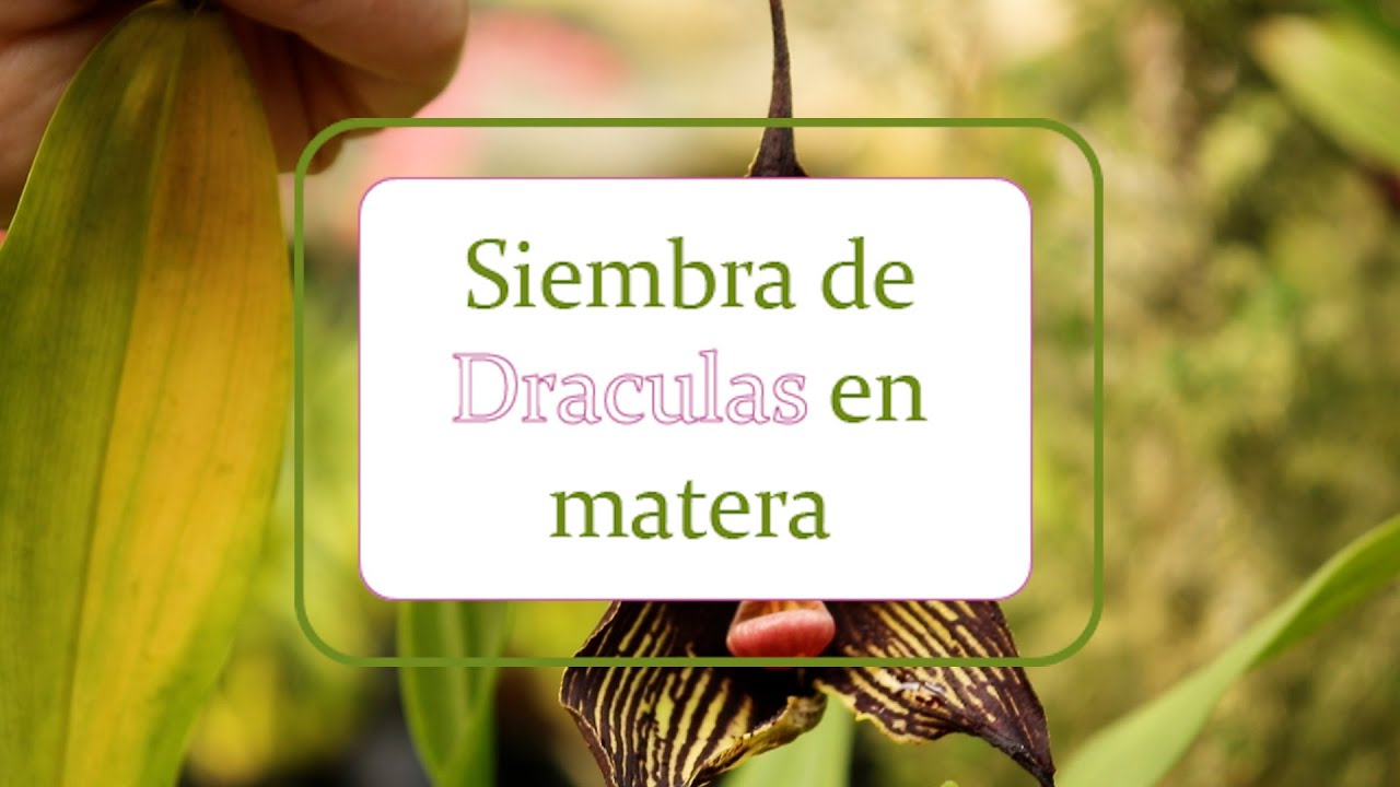 Siembra de Draculas en matera | Alma del bosque