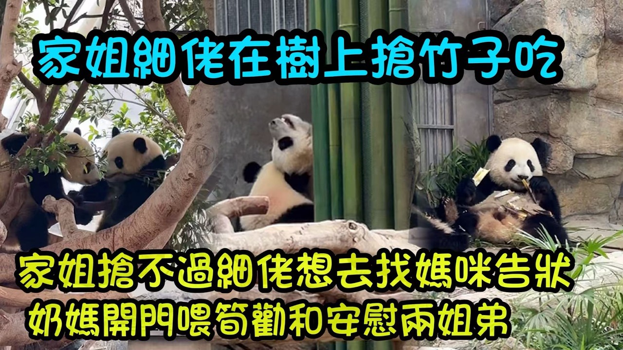 3月17日  家姐細佬樹上搶竹子吃，家姐搶走了細佬的竹子，細佬憑實力搶了回來#大熊貓加加得得 #香港大熊貓  #大熊貓家姐細佬