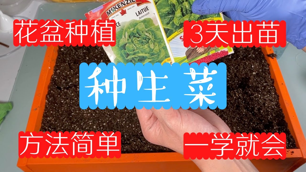 花盆种生菜 - 非常简单，种植方法适用菜地种植