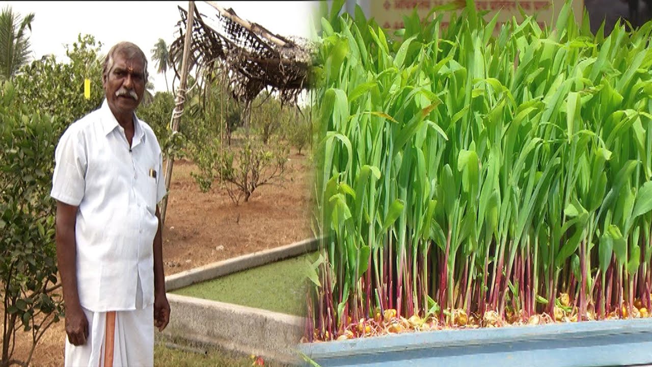 ஒருங்கிணைந்த பண்ணையில் கண்டிப்பாக Azolla இருக்க வேண்டும் என கூறும் இயற்கை விவசாயி