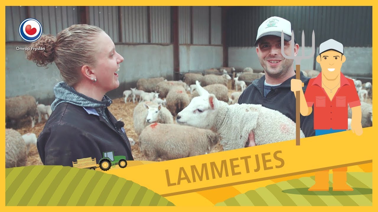 BUORKJE FOAR BEGJINNERS: Bij de lammetjes en schapen