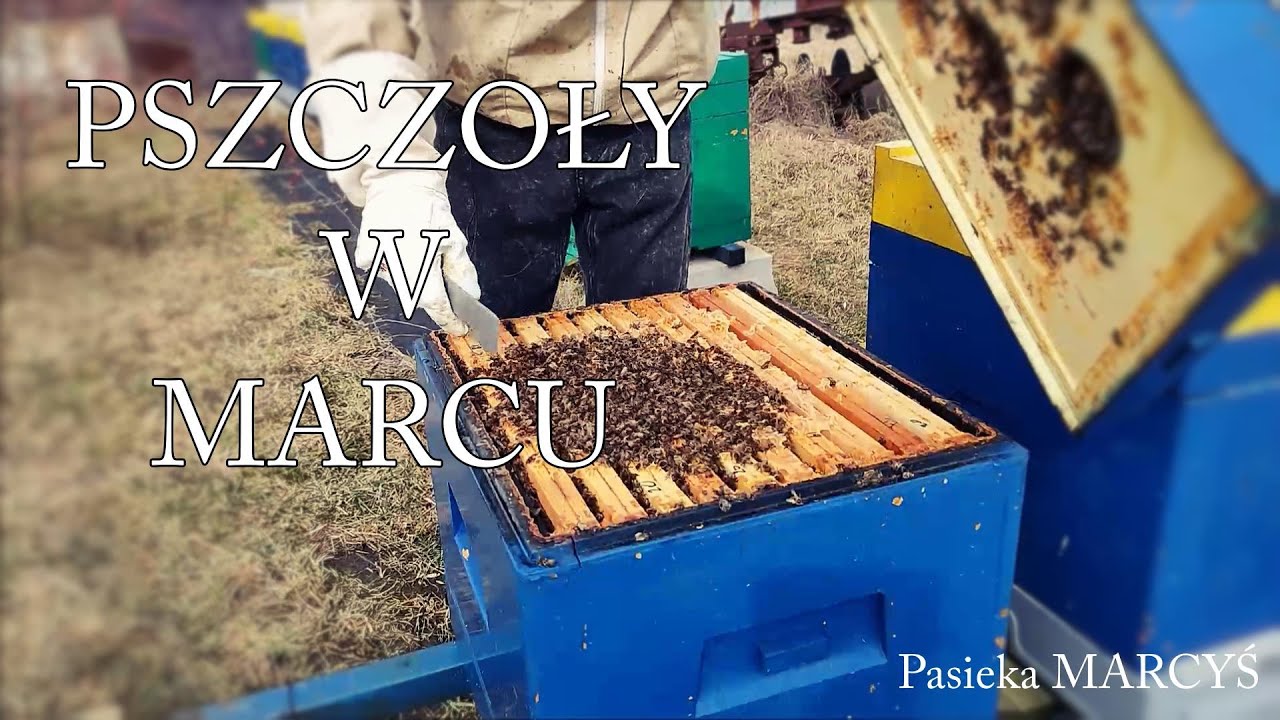 Marzec w pasiece. Oczekiwanie na pierwszy pyłek.