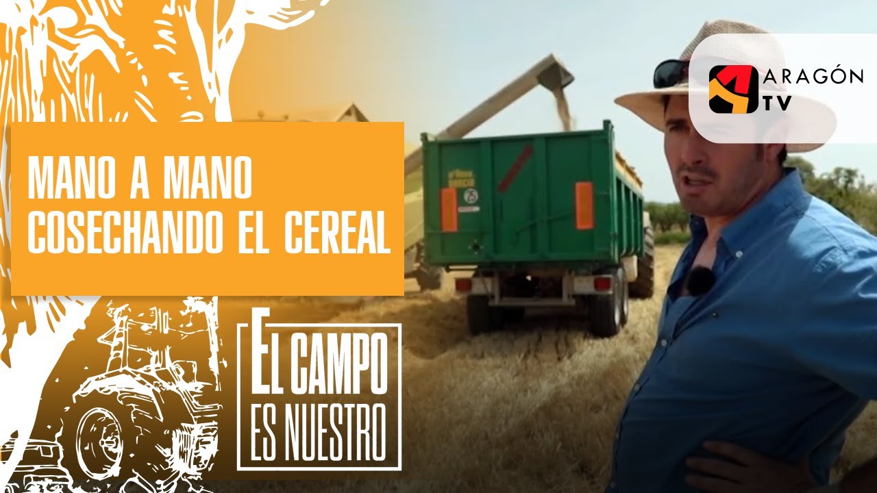 Mano a mano cosechando el cereal