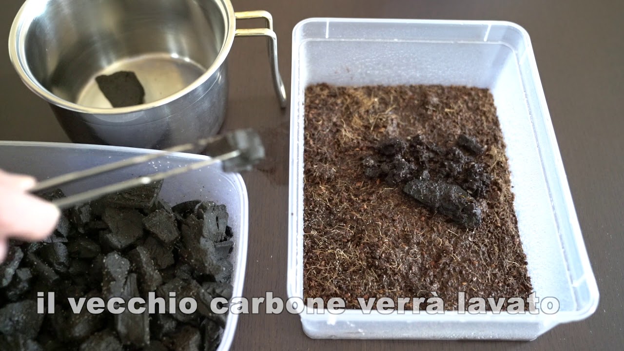 Allevamento Collemboli (Springtails care)