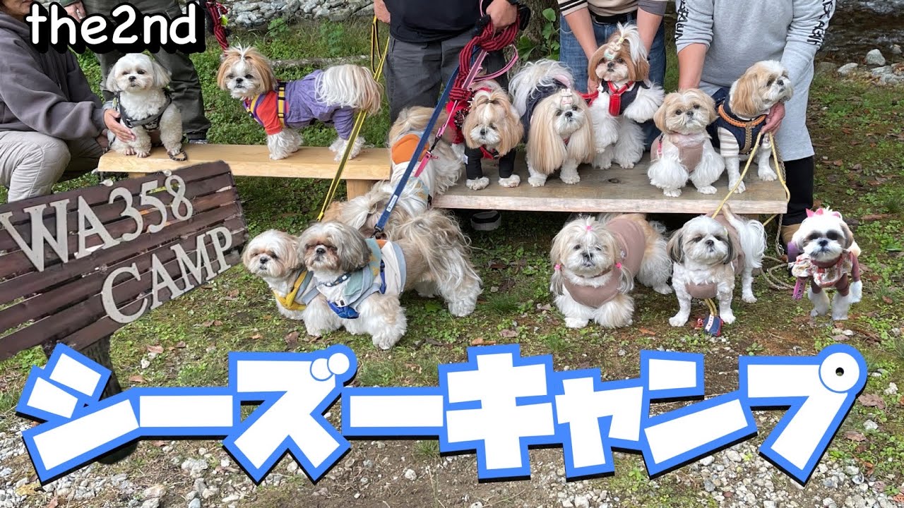 シーズー犬だらけのキャンプ大会 In [WA358CAMP] （第2回）