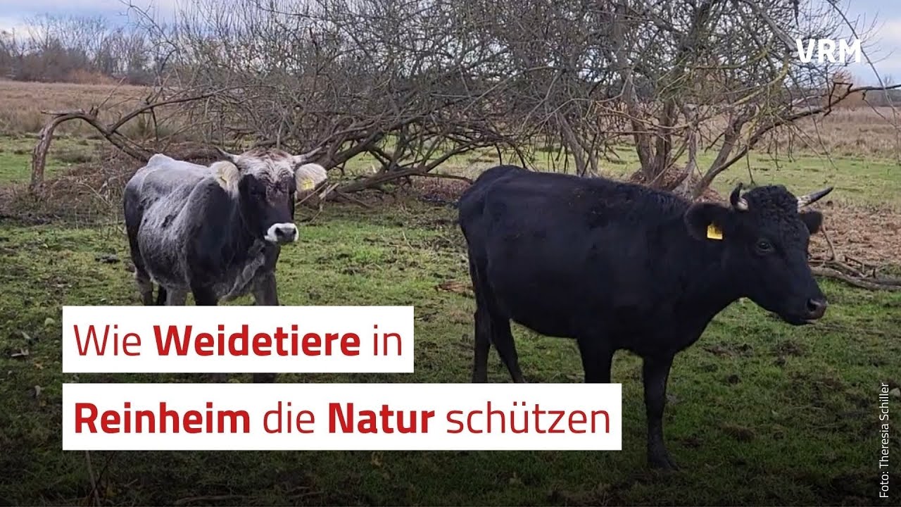 Wie Weidetiere die Natur schützen