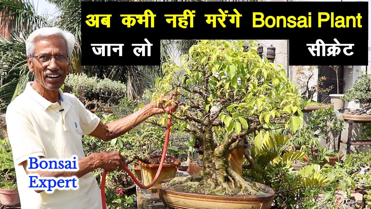 अब कभी नहीं मरेंगे Bonsai Plant 😍 एक्सपर्ट ने खोला सबसे बड़ा राज || Unique farming