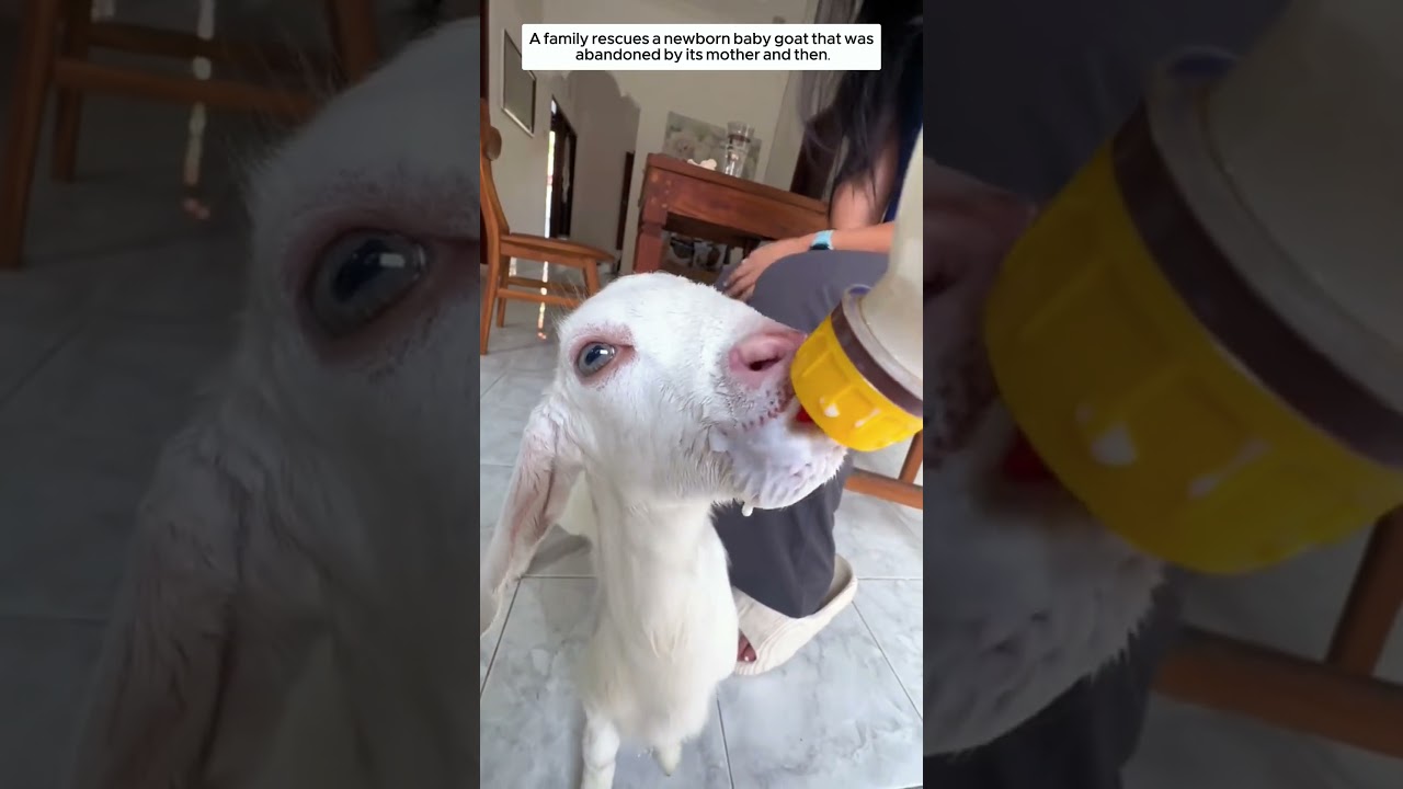 A family rescues a newborn baby goat that was abandoned by its mother and then #animalshorts