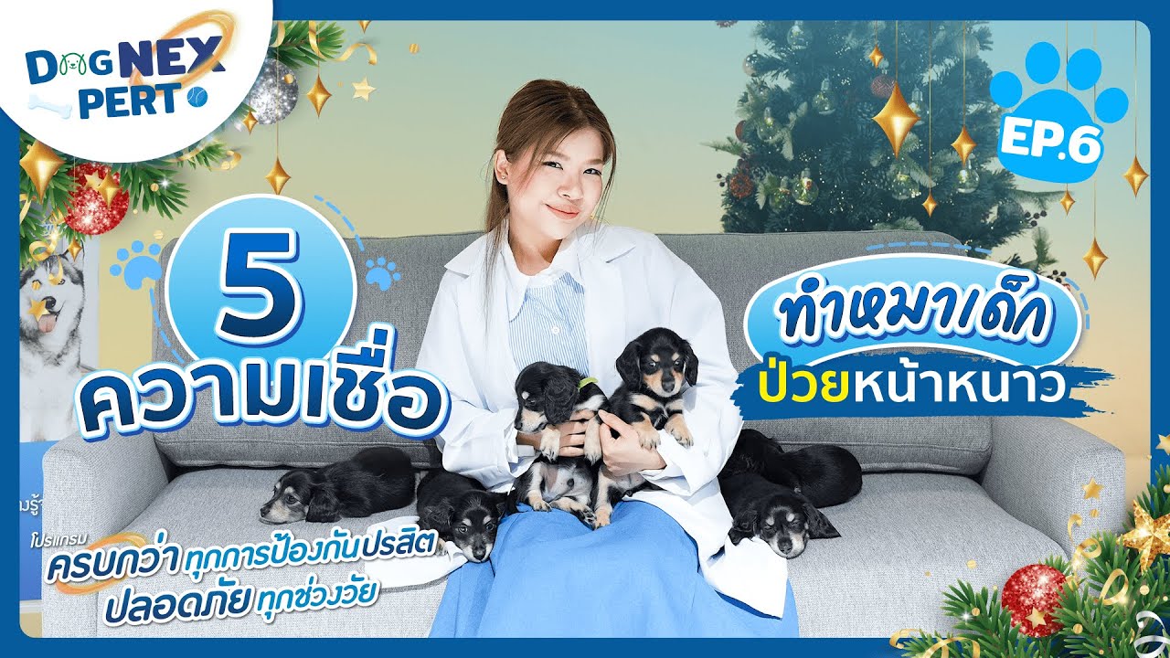 Dog NexPert EP.6 5 ความเชื่อผิด ๆ ช่วงหน้าหนาว