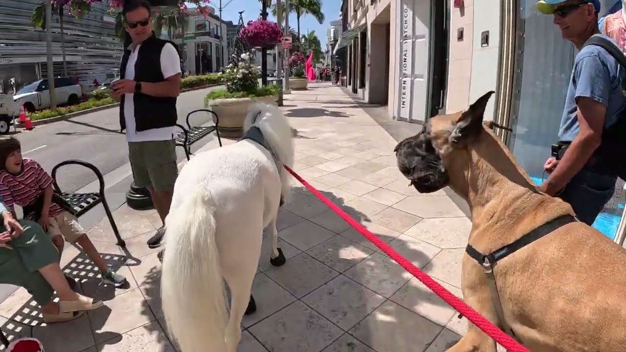 Lt. Rowdy walking around Rodeo Drive Beverly hills California 8 of 10 70823