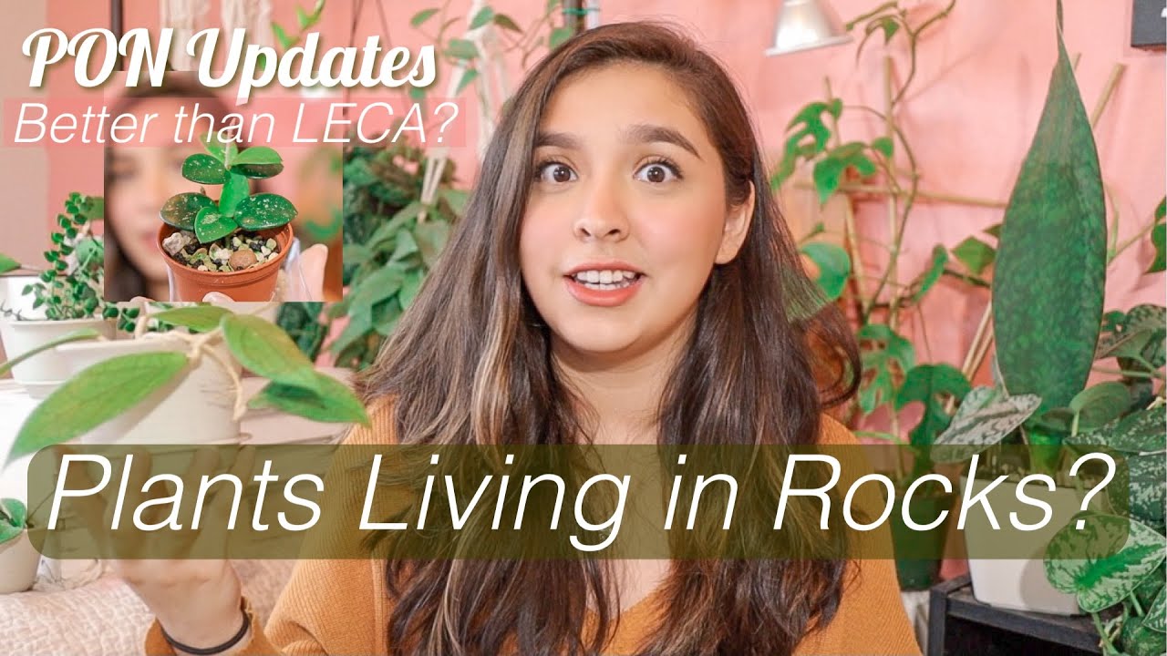 Is Lechuza PON Worth the Money? | PON Updates