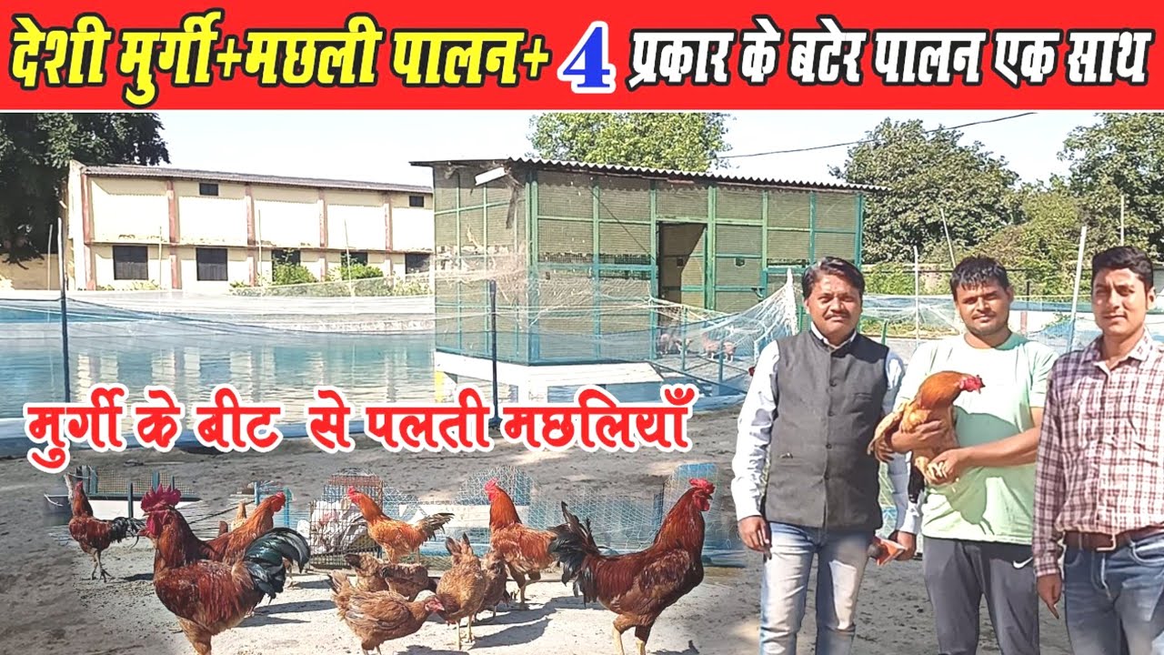 #kvkagra देशी मुर्गी+बटेर पालन+मछली पालन  तालाब पर 2। deshi murgi+white quail farming+fish farming 2
