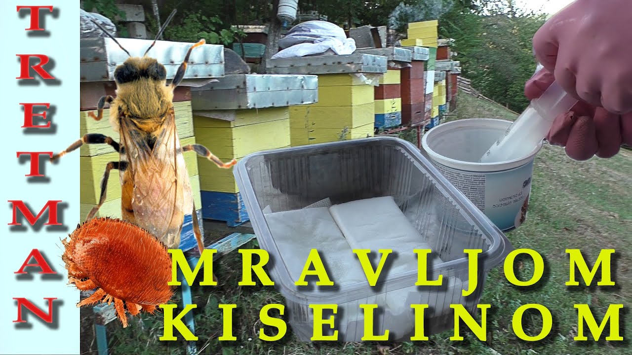 Tretman varoe mravljom kiselinom | Zastita pcela