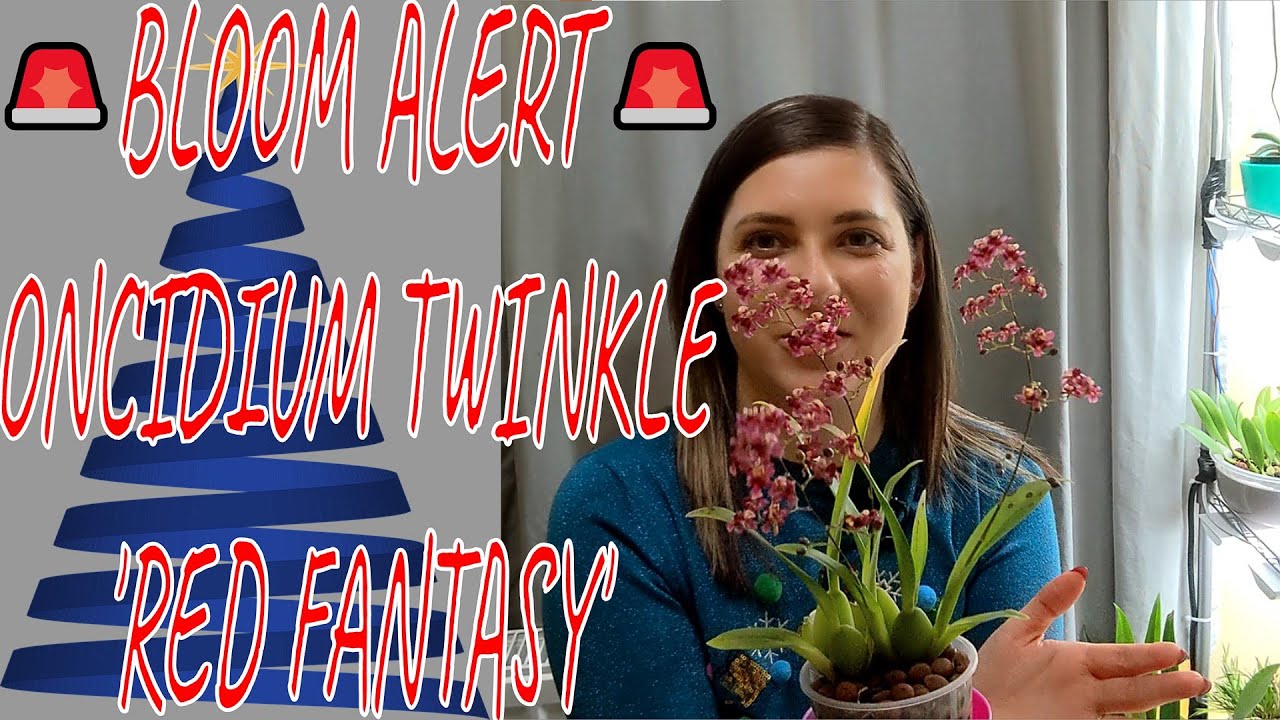 CHRISTMAS SPECIAL Oncidium Twinkle 'Red Fantasy' - Orchid bloom alert