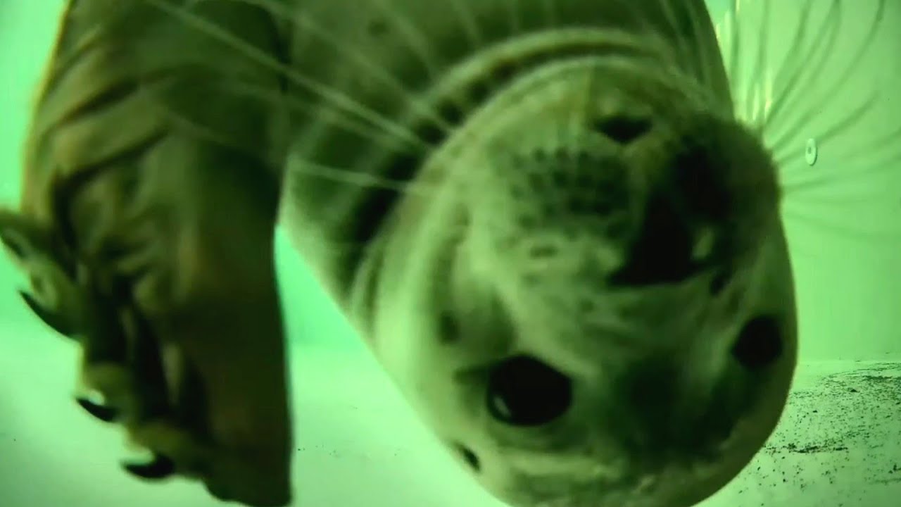 悶絶可愛すぎ登場 ドアップ担当オベロン【アザラシ幼稚園】