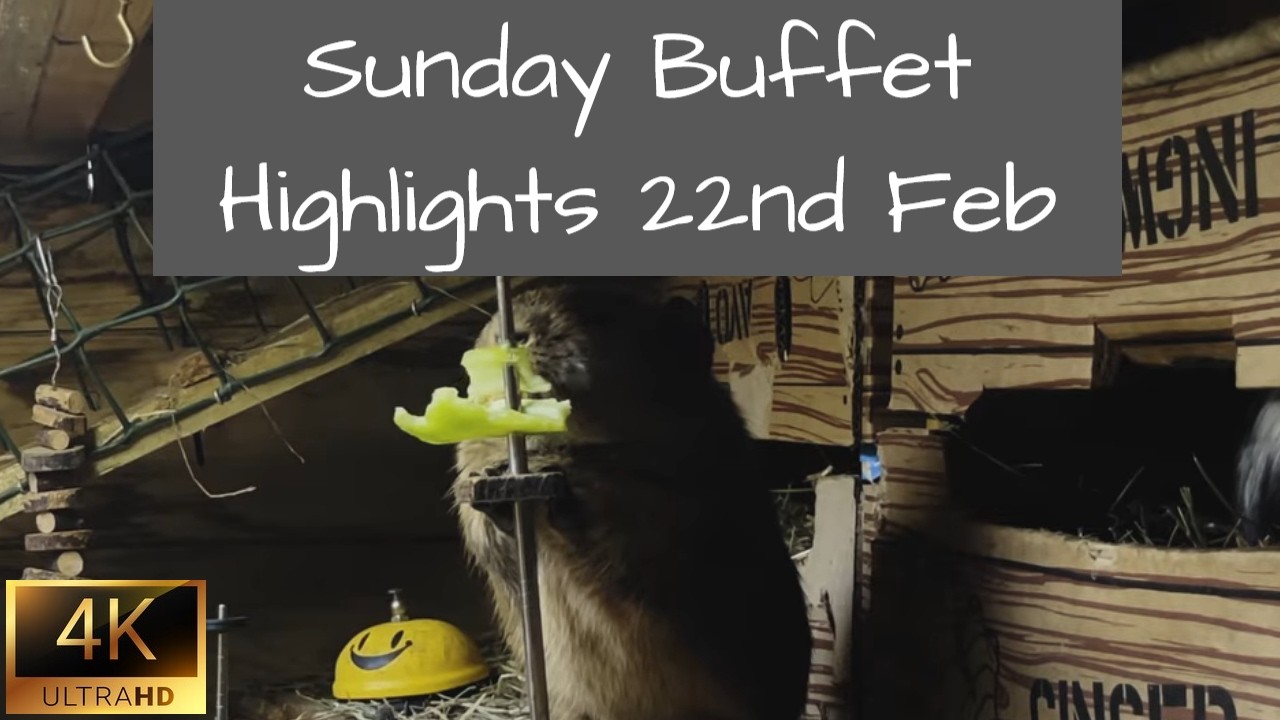Guinea Pigs | Sunday Buffet Highlights