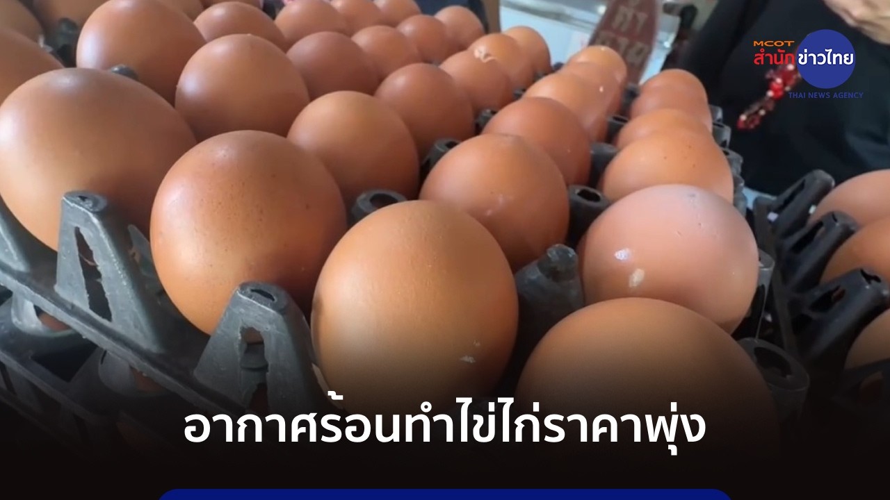 อากาศร้อน-ต้นทุนอาหารสัตว์ ทำไข่ไก่ราคาพุ่ง
