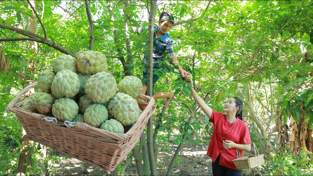 Pick Sweet Sop from Back yard for eating | Fruit Dessert | 2 yummy recipes of Ocean Fish
