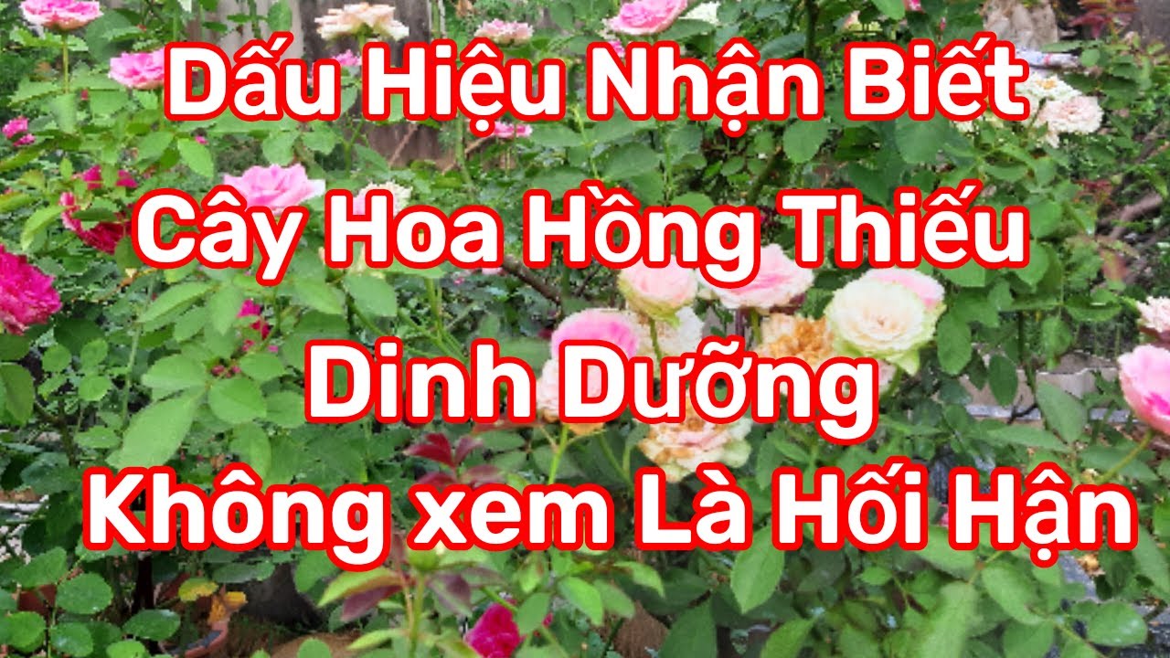 Dấu hiệu nhận biết cây hoa hồng thiếu dinh dưỡng| Identify the lack of nutrients in the rose plant