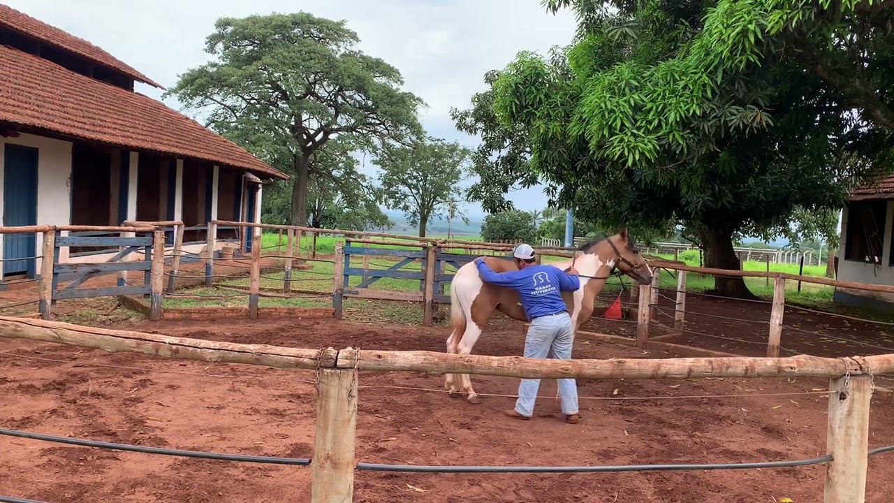 Entrega do cavalo pampa