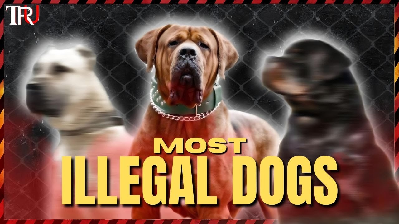 TOP 6 ILLEGAL DOG BREEDS