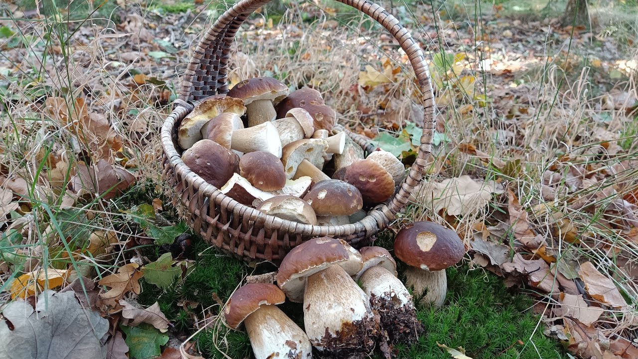 Steinpilze im Harz / Tolle Pilzfunde Anfang Nov. 2023