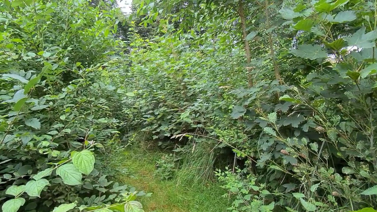 Urban Forests - Evolution accélérée d'une forêt urbaine Miyawaki sur 19 mois à Willemeau, Belgique