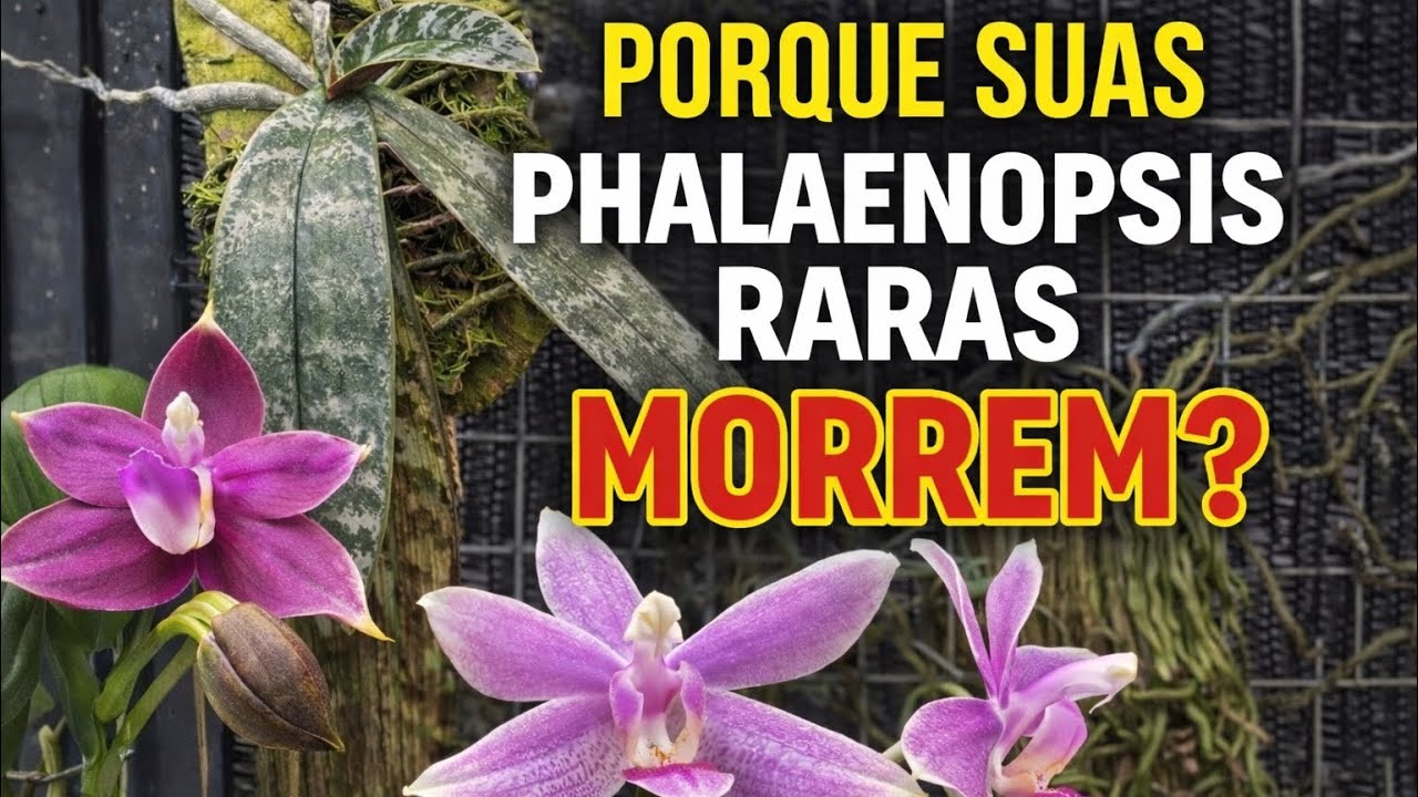DEU CERTO!!!! Assim eu não perdi mais minhas orquídeas. #phalaenopsis